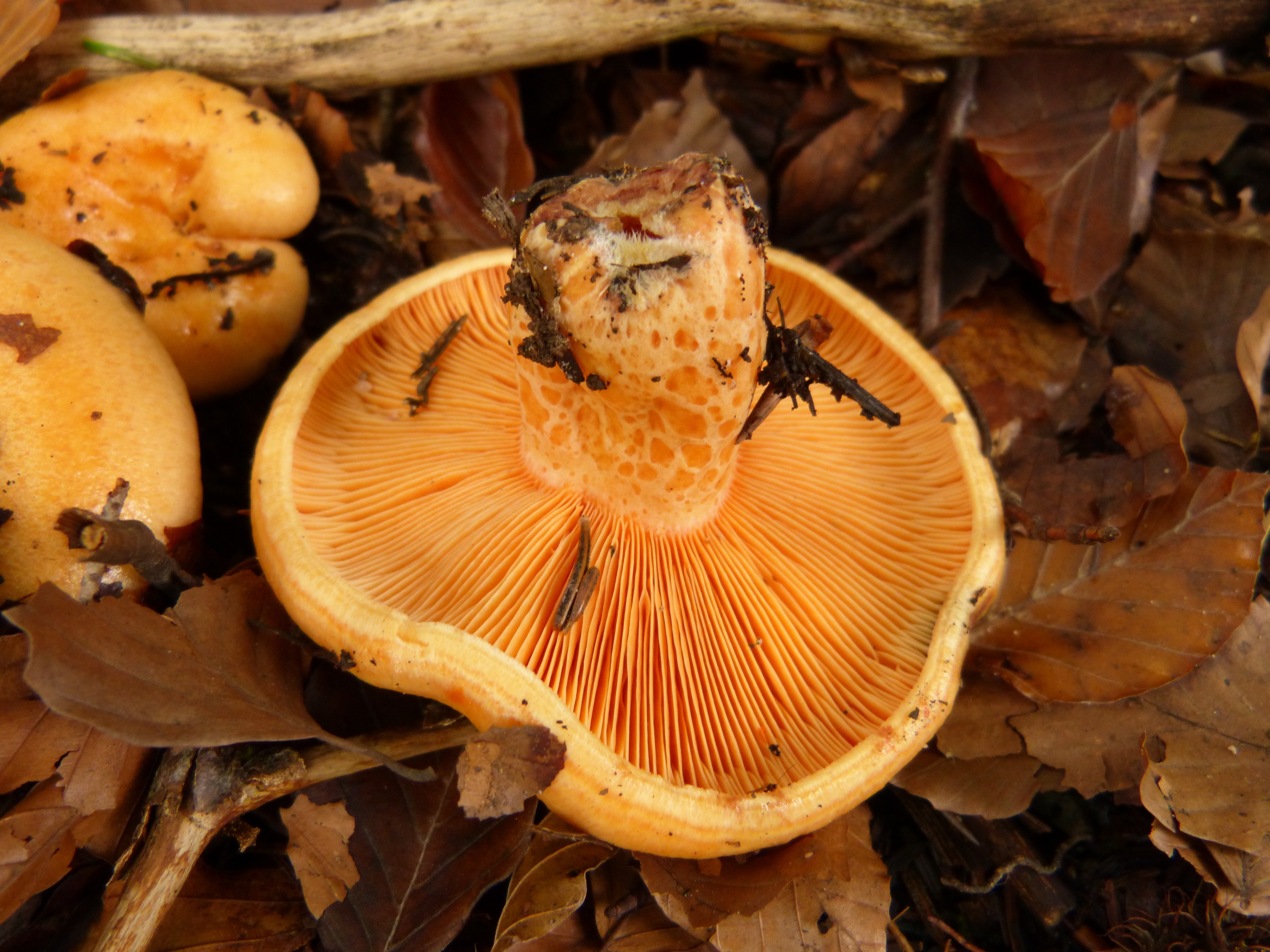 Большие пластинчатые грибы. Пластинчатые съедобные грибы. Phylloporus Pelletieri. Грибы с пластинчатой шляпкой. Пластичные грибы съедобные.