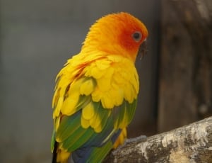 yellow green and orange bird thumbnail