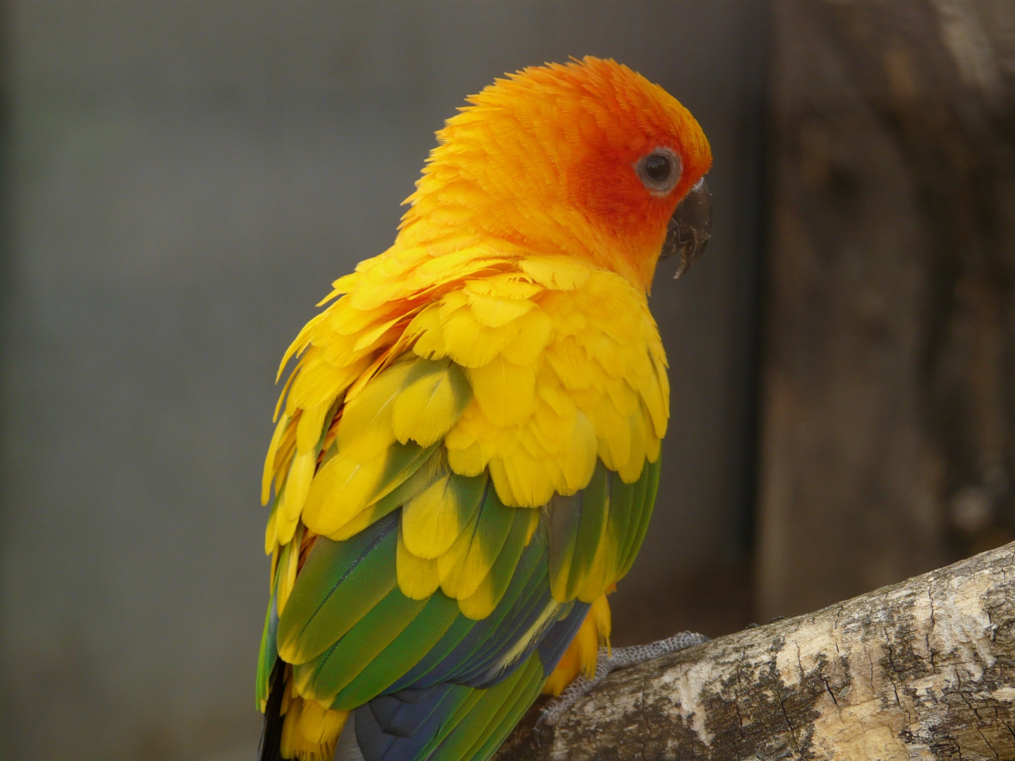 yellow green and orange bird