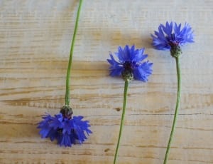 3 blue flowers thumbnail