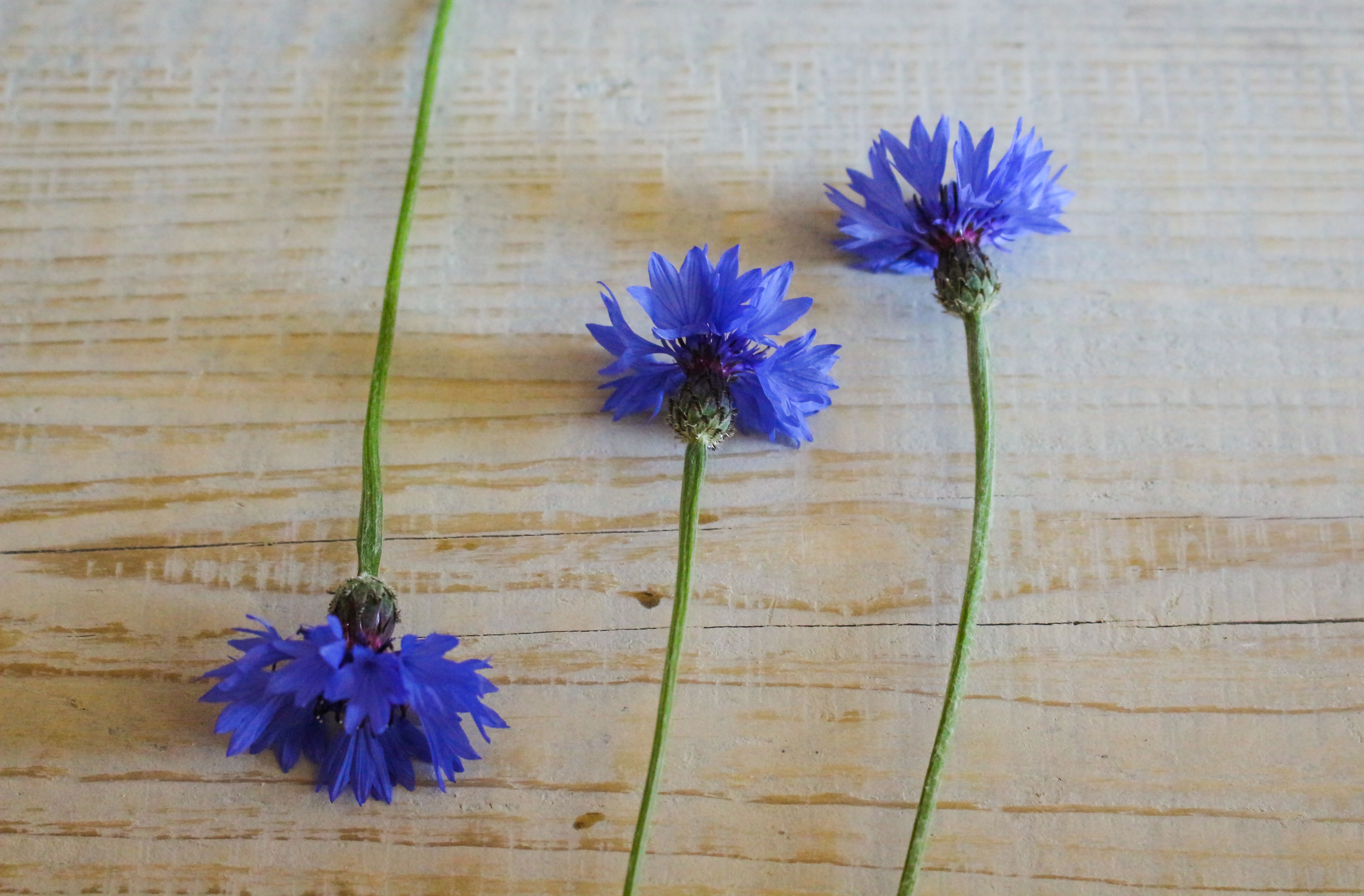 3 blue flowers