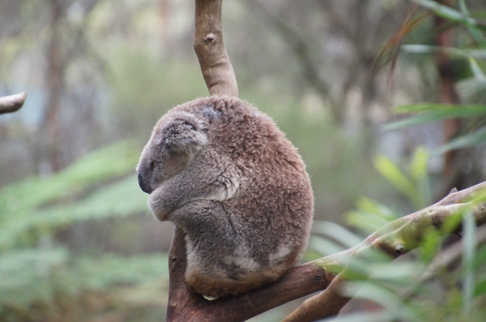 koala free image | Peakpx