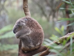 koala thumbnail