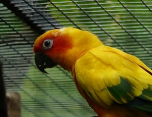 yellow green and orange parrot thumbnail