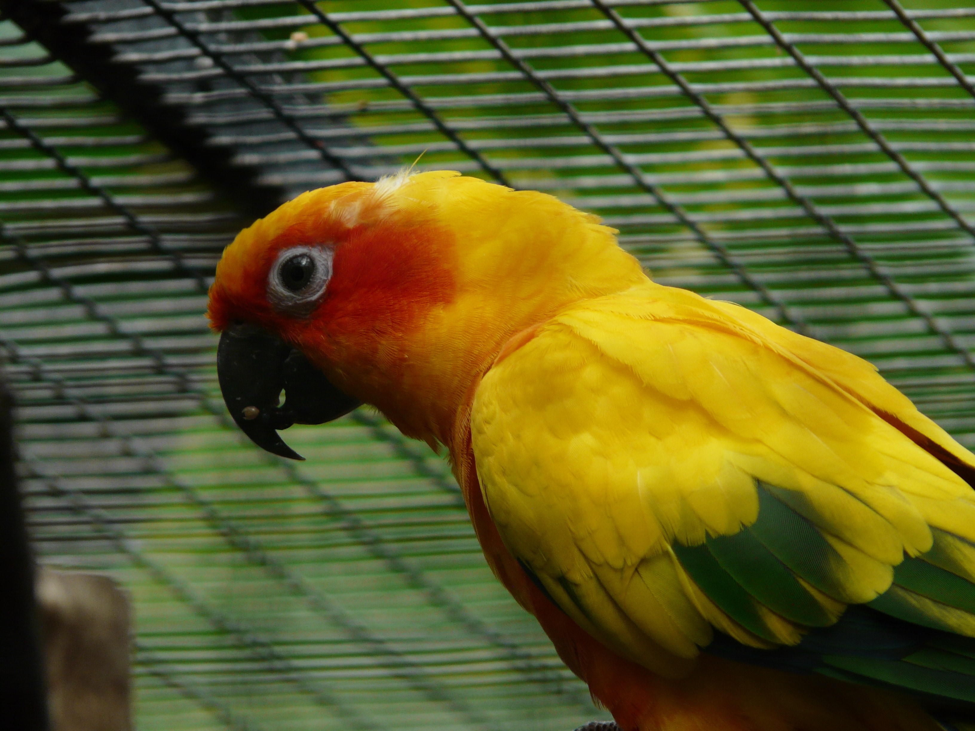 yellow green and orange parrot