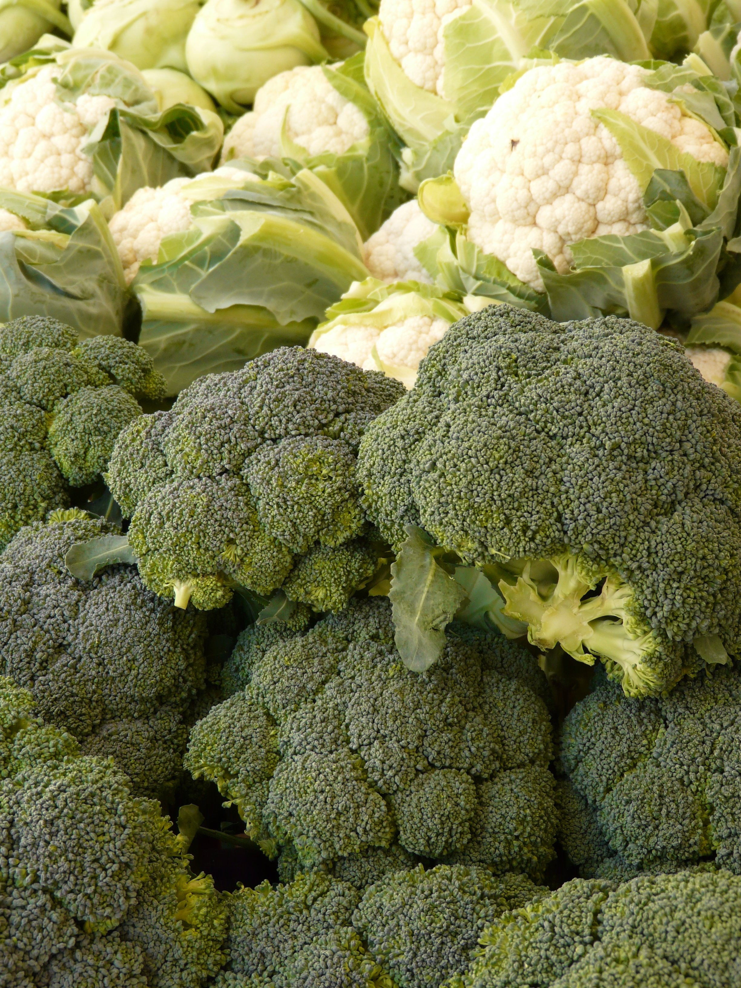 broccoli lot