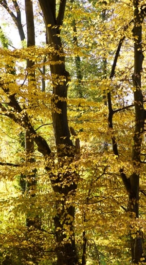 Yellow, Leaves, Nature, Autumn, Trees, tree, branch free image | Peakpx
