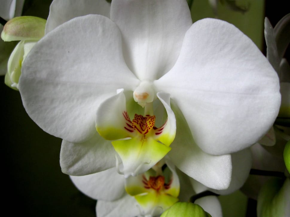 white orchid photo preview