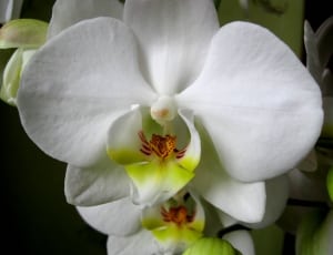 white orchid photo thumbnail