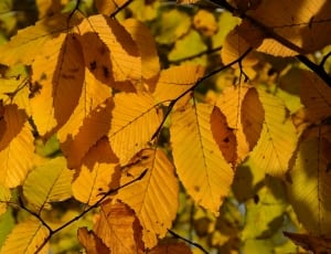 brown leaves thumbnail