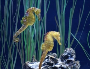 2 yellow seahorses thumbnail