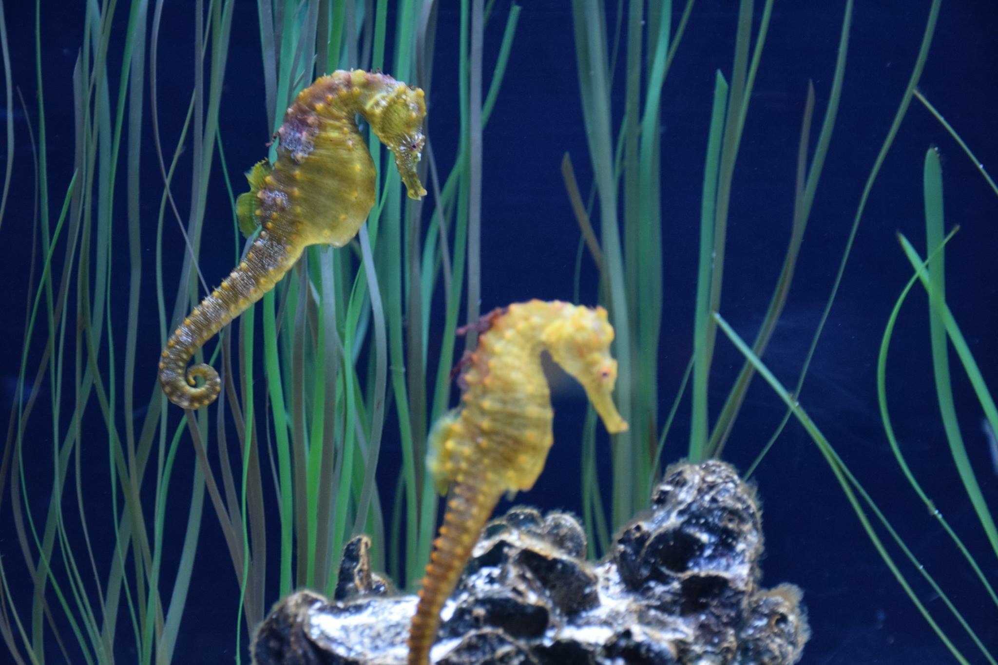 2 yellow seahorses