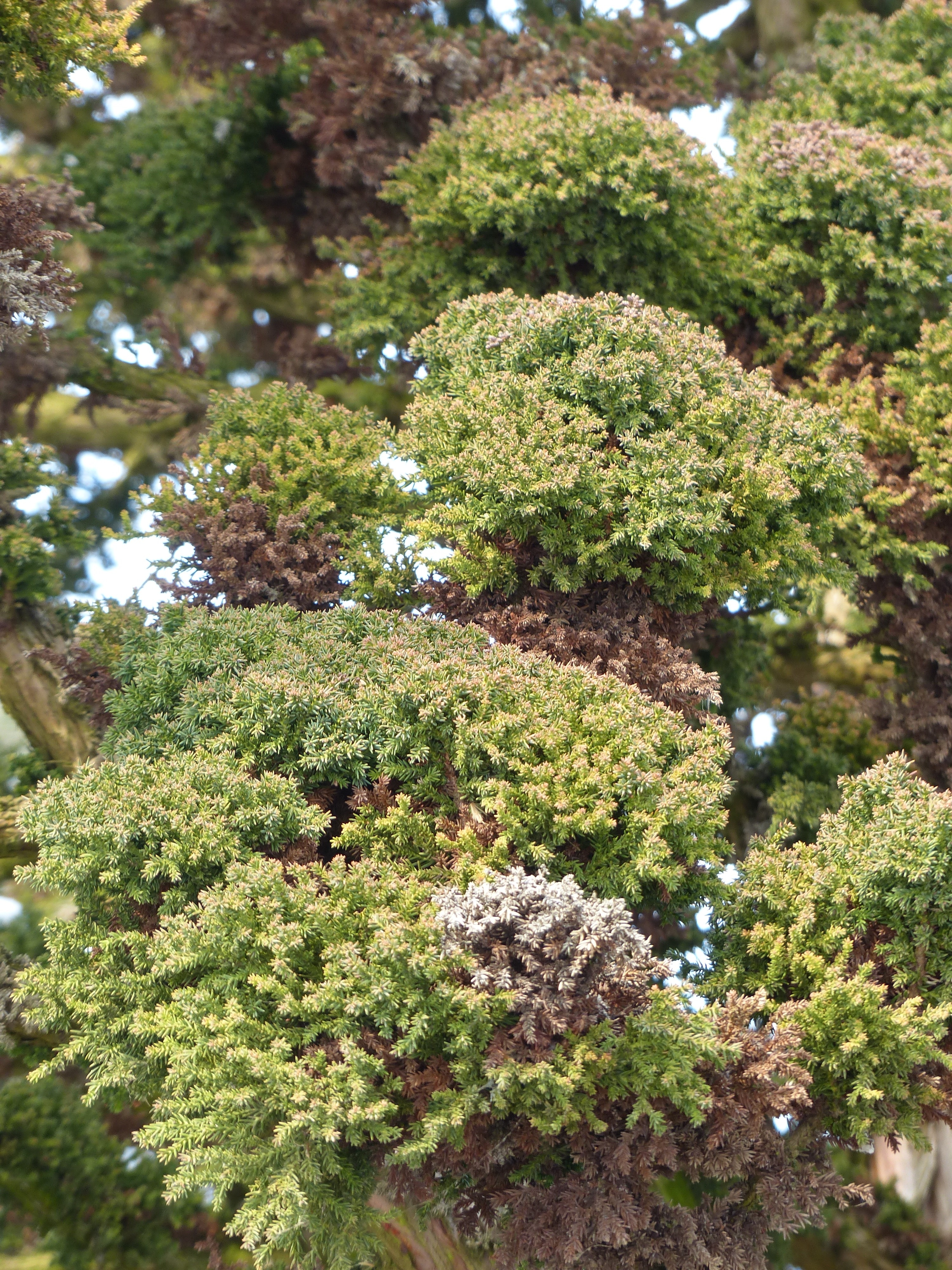 green leaf plant