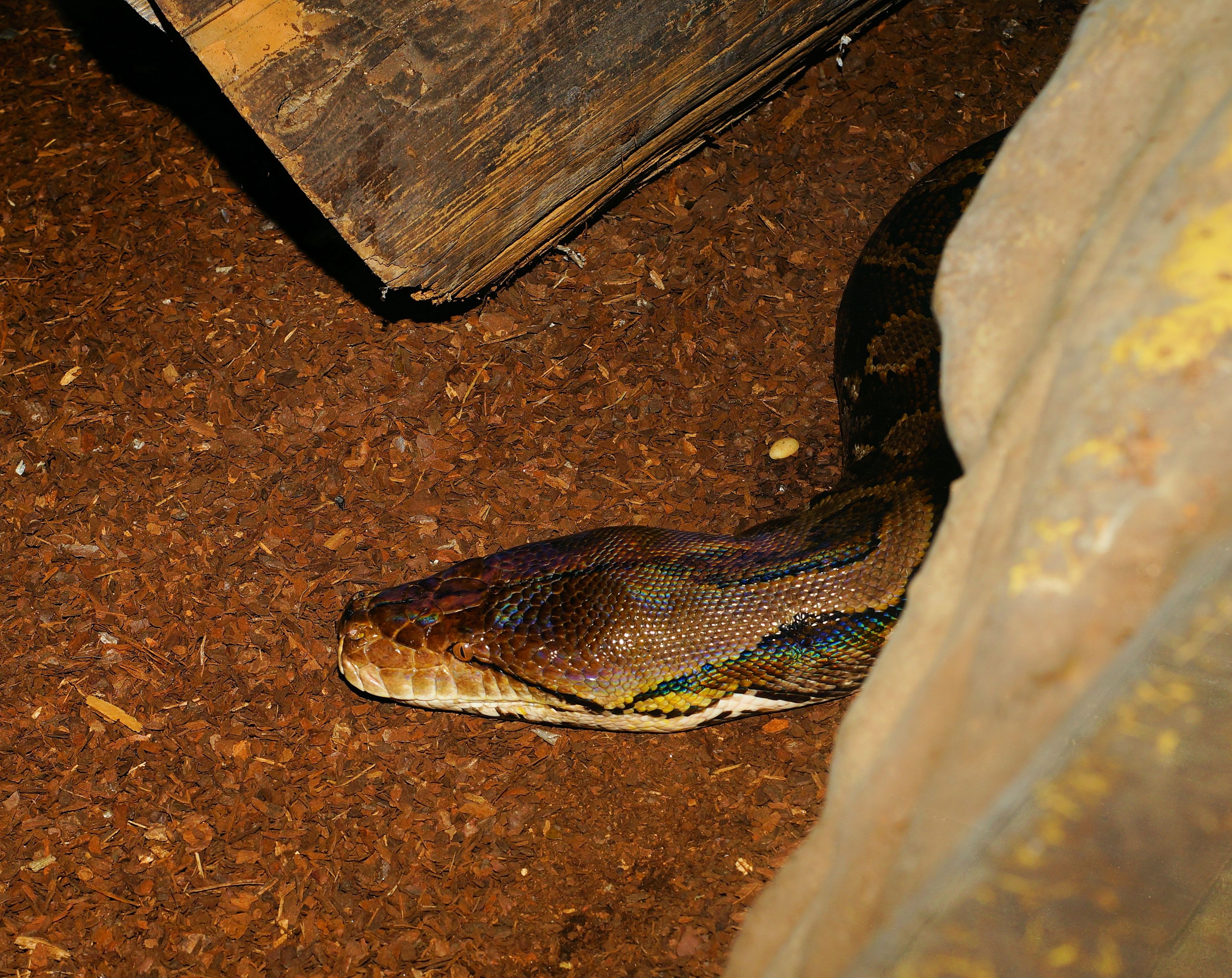 brown and black python