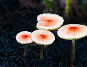 4 white and orange mushrooms thumbnail