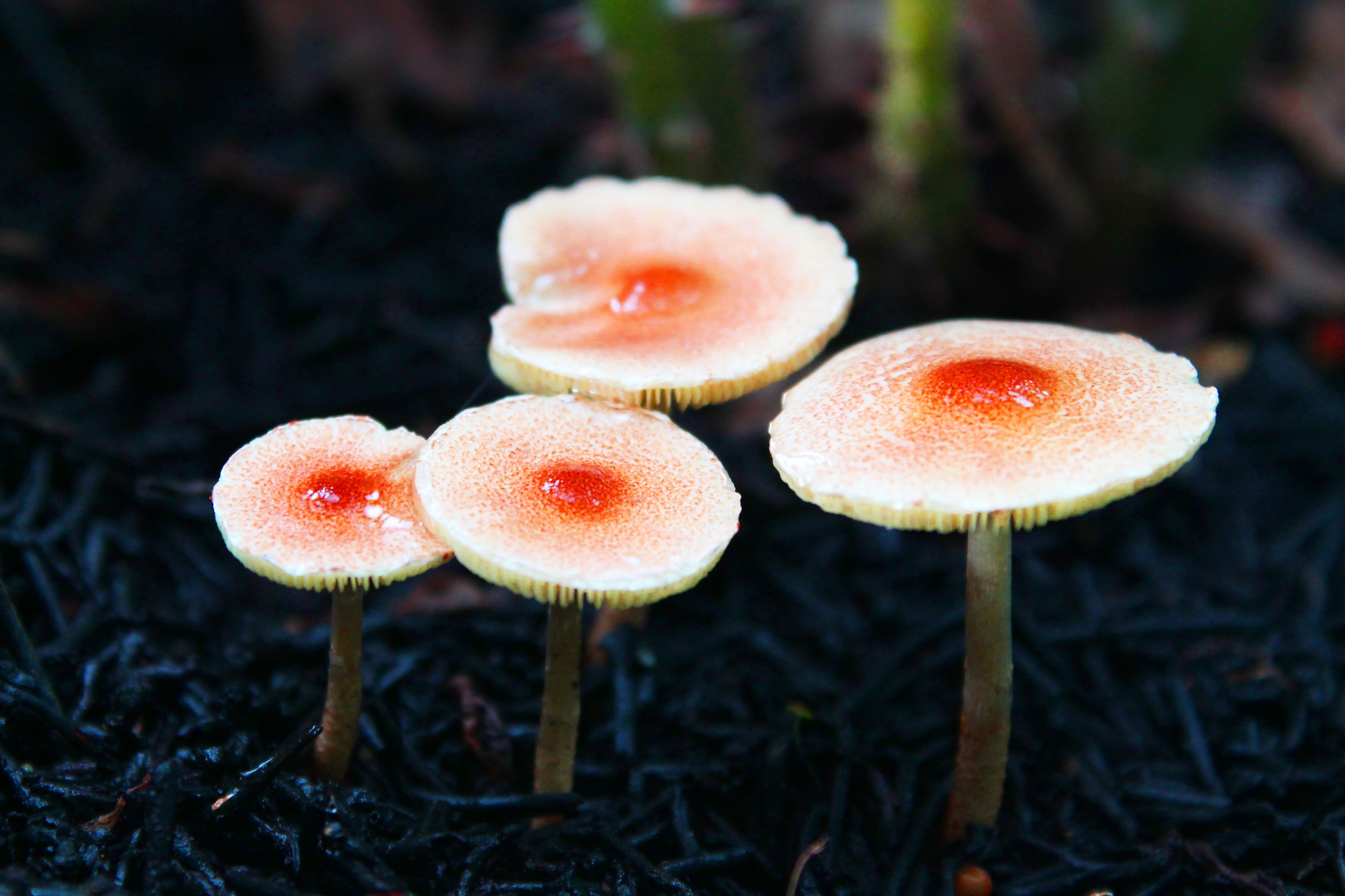 4 white and orange mushrooms