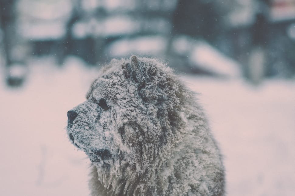 chowchow on snow preview
