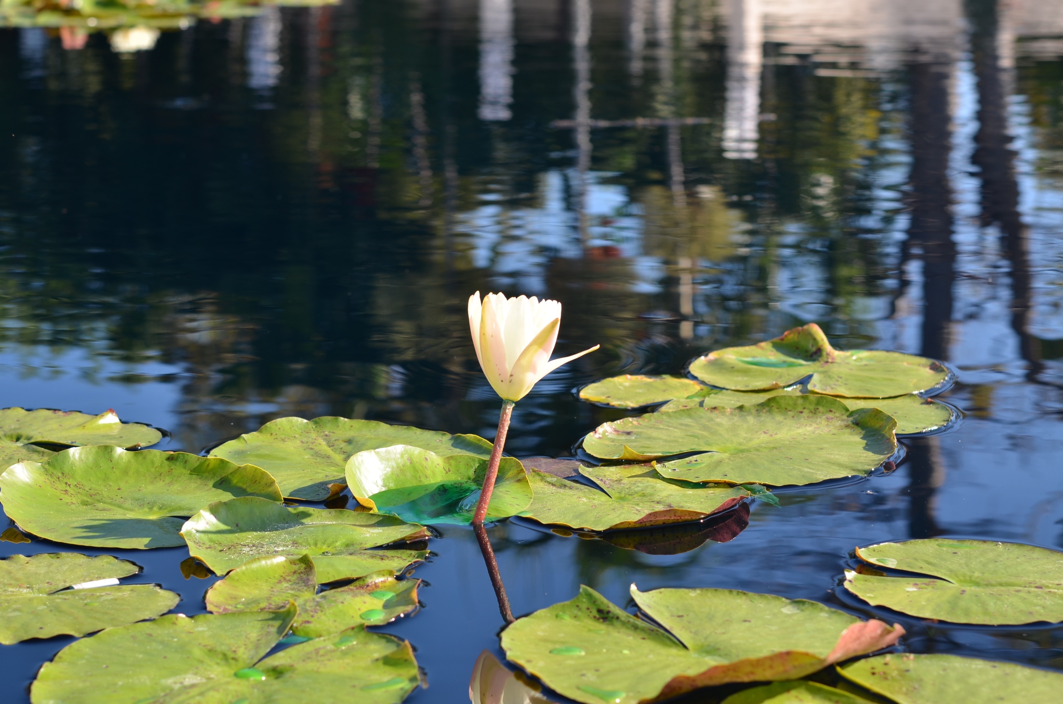 1920x1080 wallpaper | white flower | Peakpx