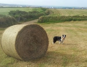 hay role and black and white dog thumbnail