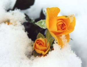 2 yellow roses thumbnail