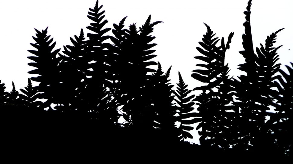 black fern illustration preview