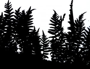 black fern illustration thumbnail