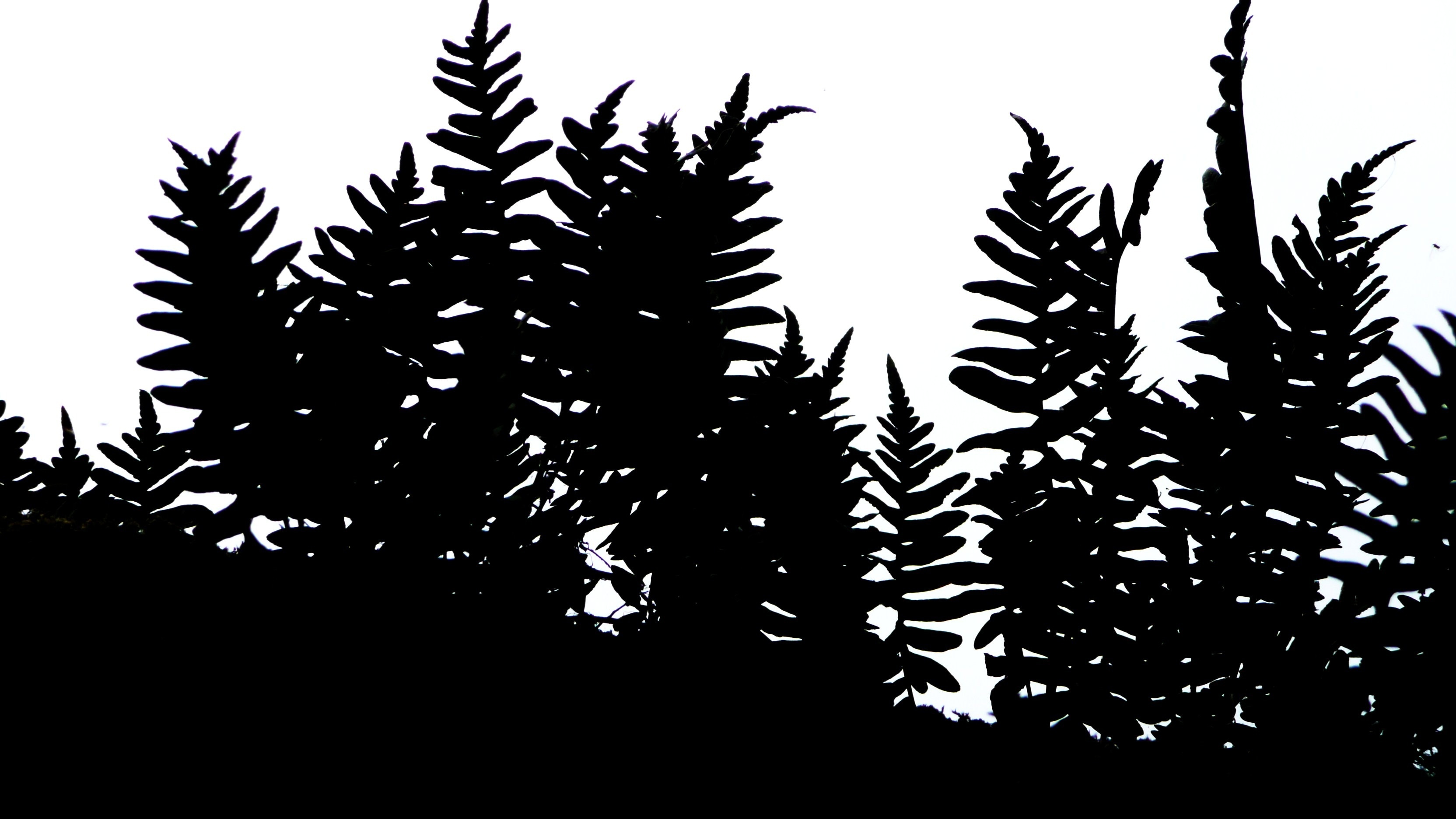 black fern illustration
