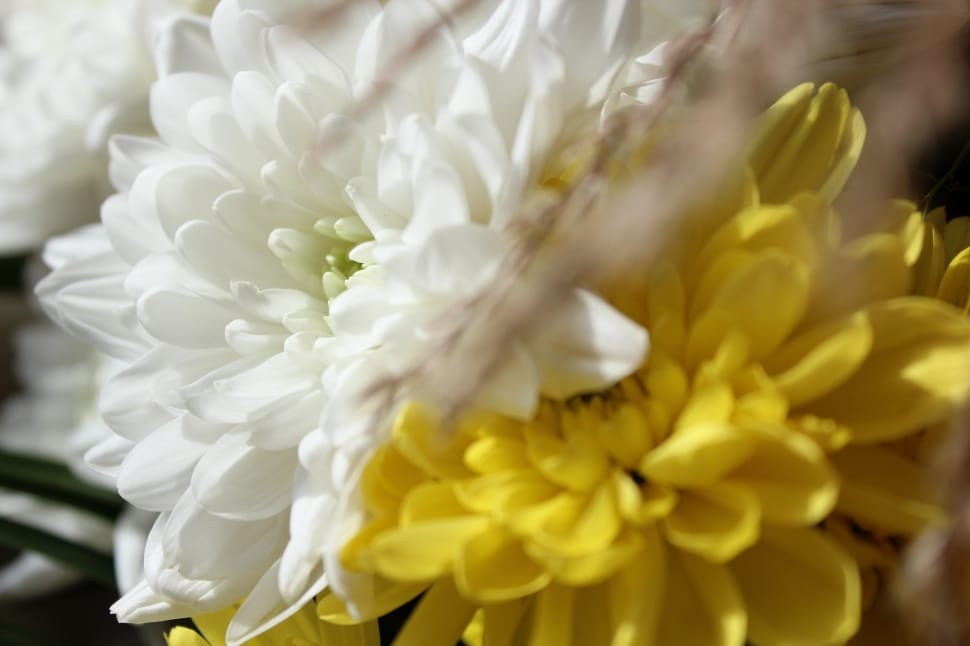 white and yellow flowers preview