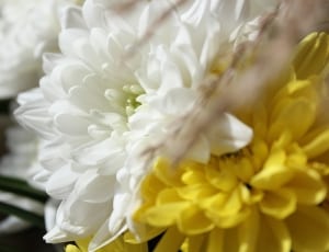 white and yellow flowers thumbnail