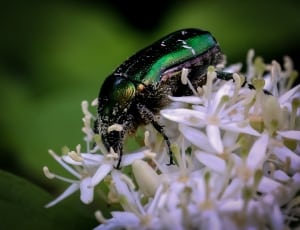 Bug, Insect, Shiny, Flower, White, one animal, flower thumbnail