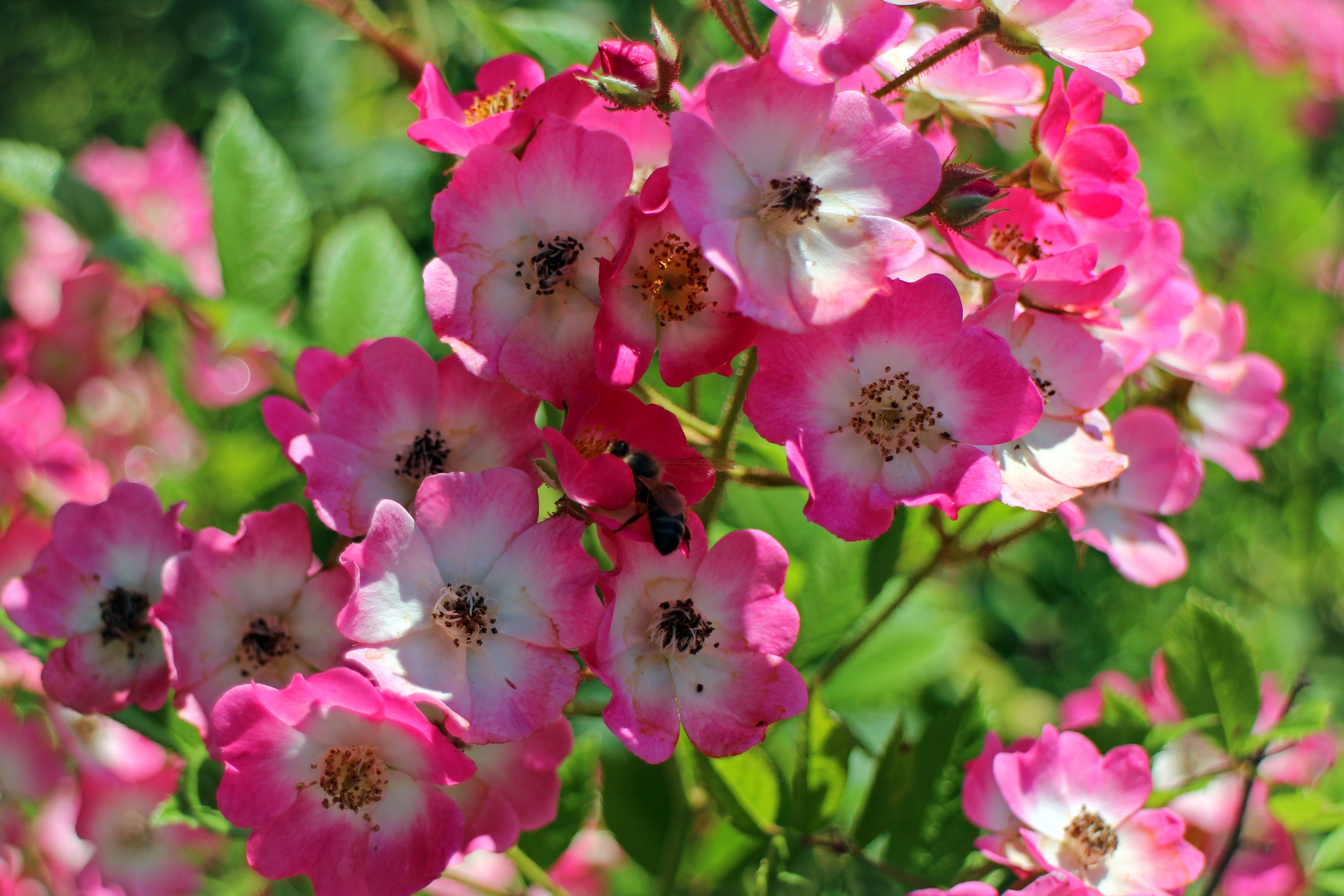 Шиповник цветет розовыми цветами