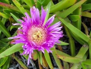 pink cactus flower thumbnail