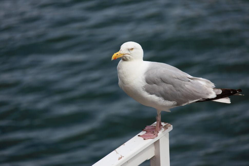 white and gray seagull preview