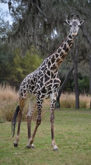 black and beige giraffe thumbnail