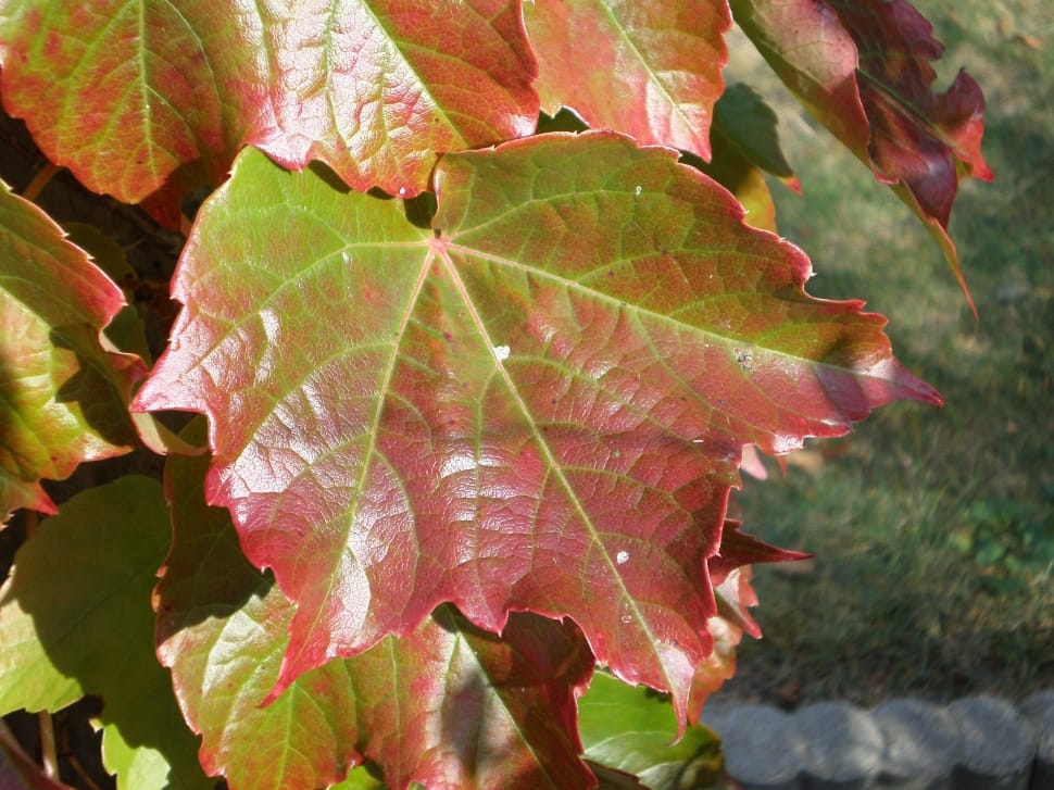maple leaf shape close up photo preview