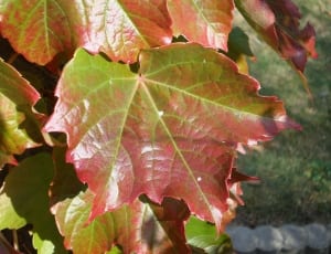 maple leaf shape close up photo thumbnail