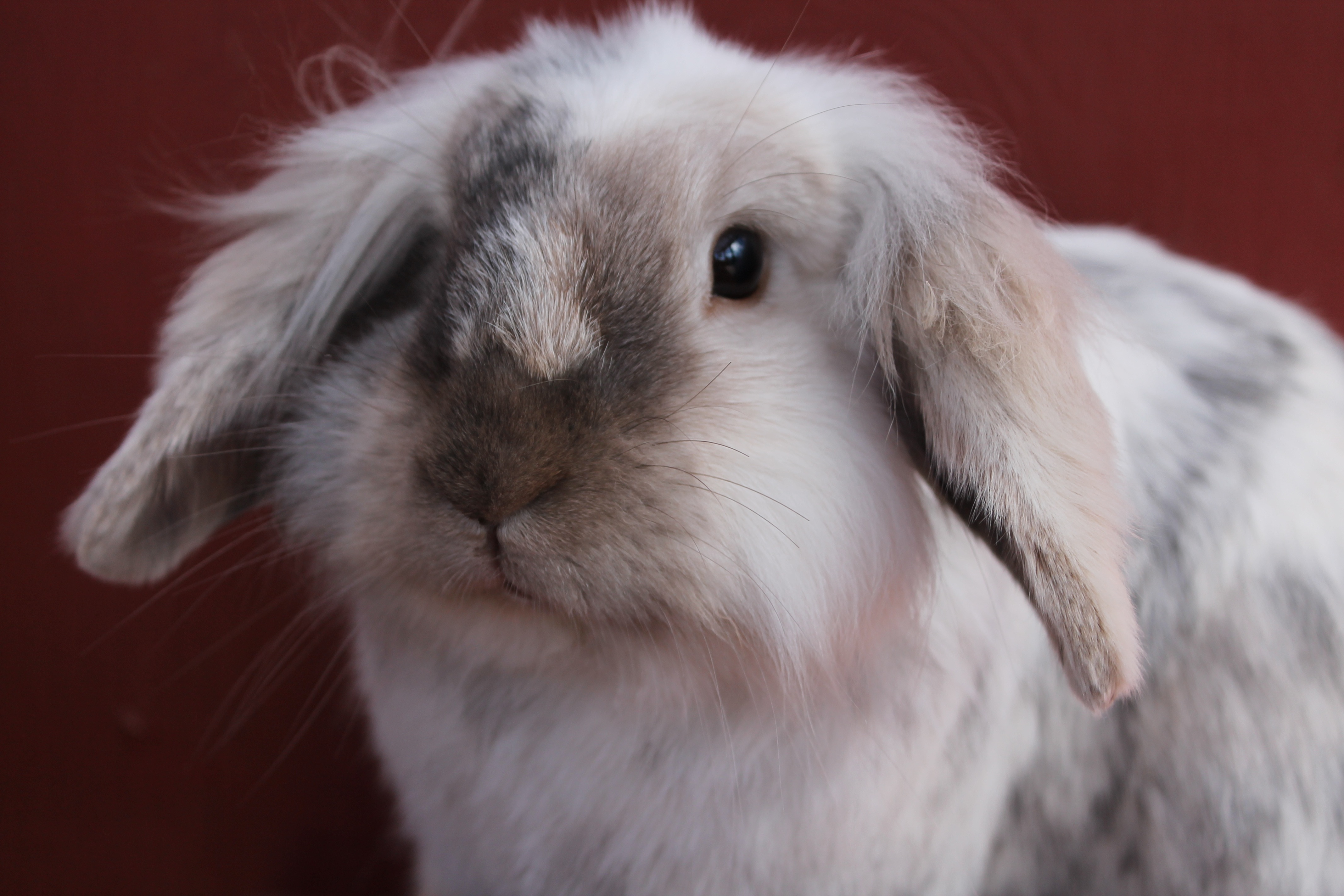 white and brown rabbit