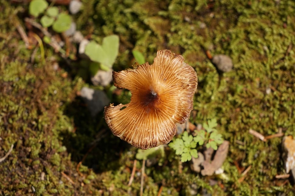 Mushroom, Bird'S Eye View, Forest, nature, mushroom preview