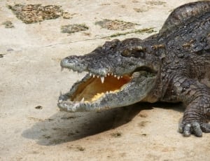 brown and black crocodile thumbnail