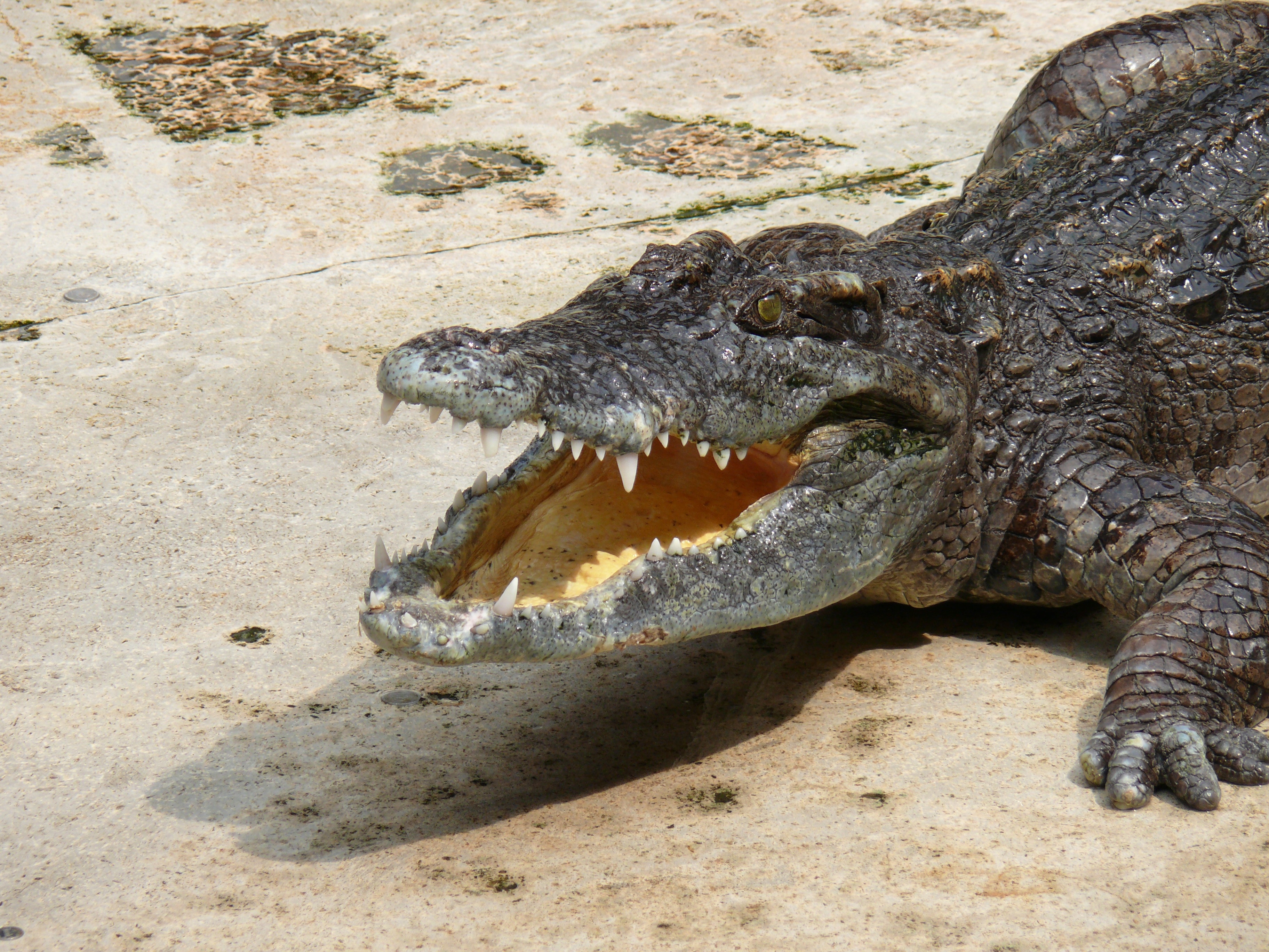 Крокодил это пресмыкающееся животное. Нильский крокодил в зоопарке. Аллигатор. Мексиканский крокодил. Аллигатор и крокодил.