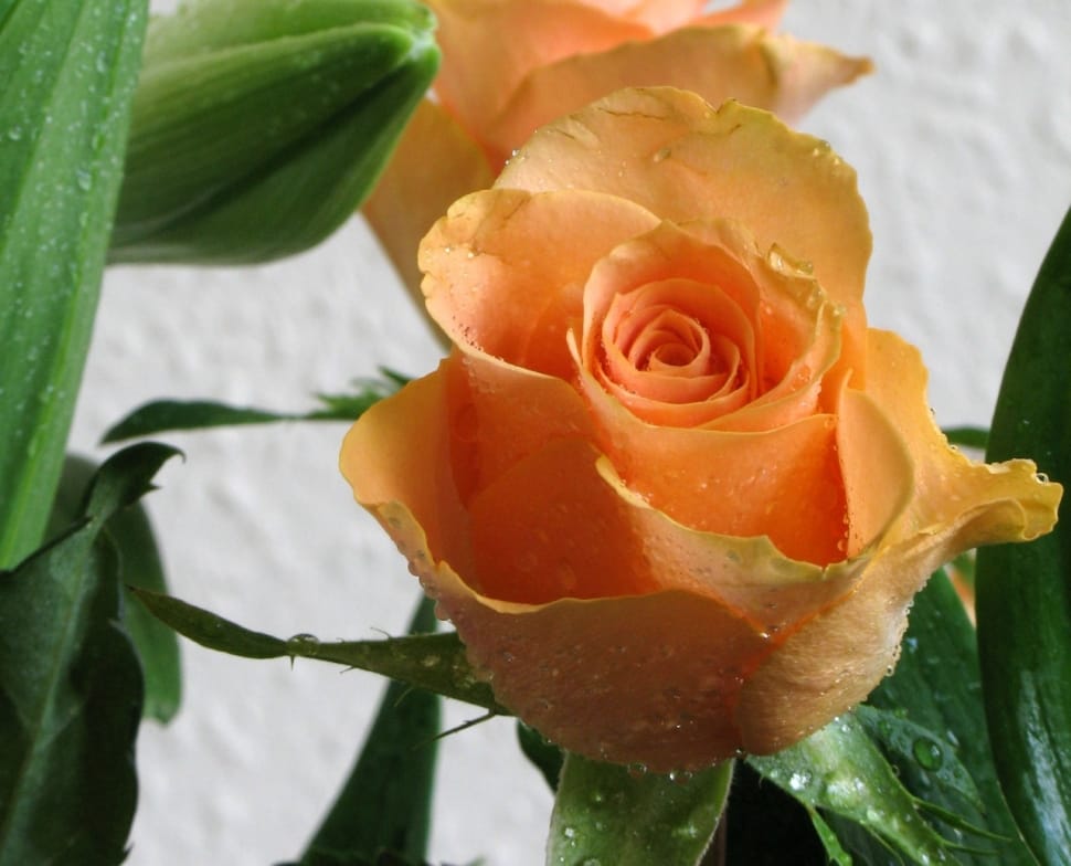 orange rose flower preview