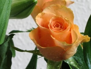 orange rose flower thumbnail