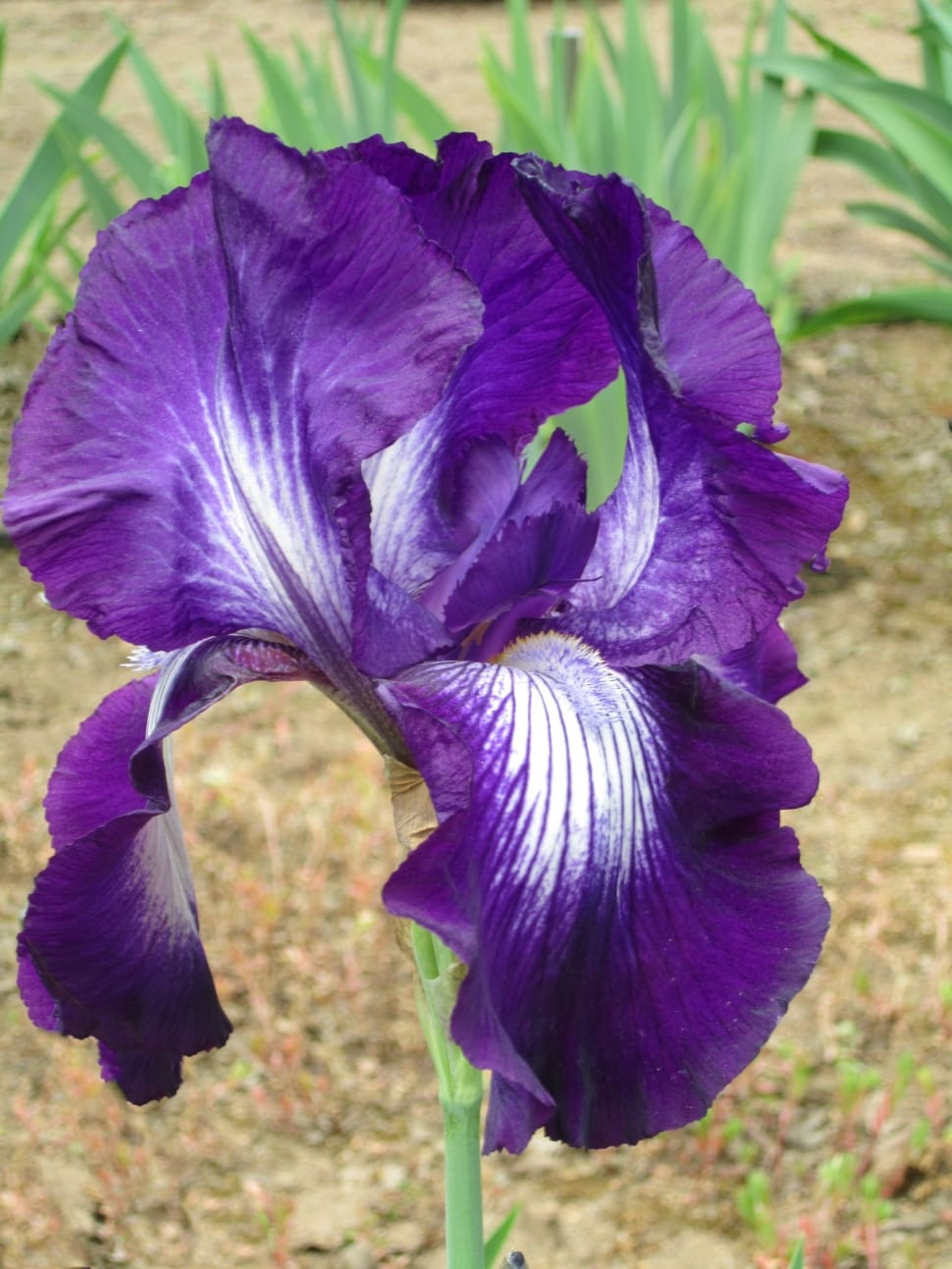 purple petal flower preview