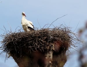 white bird and brown nest thumbnail