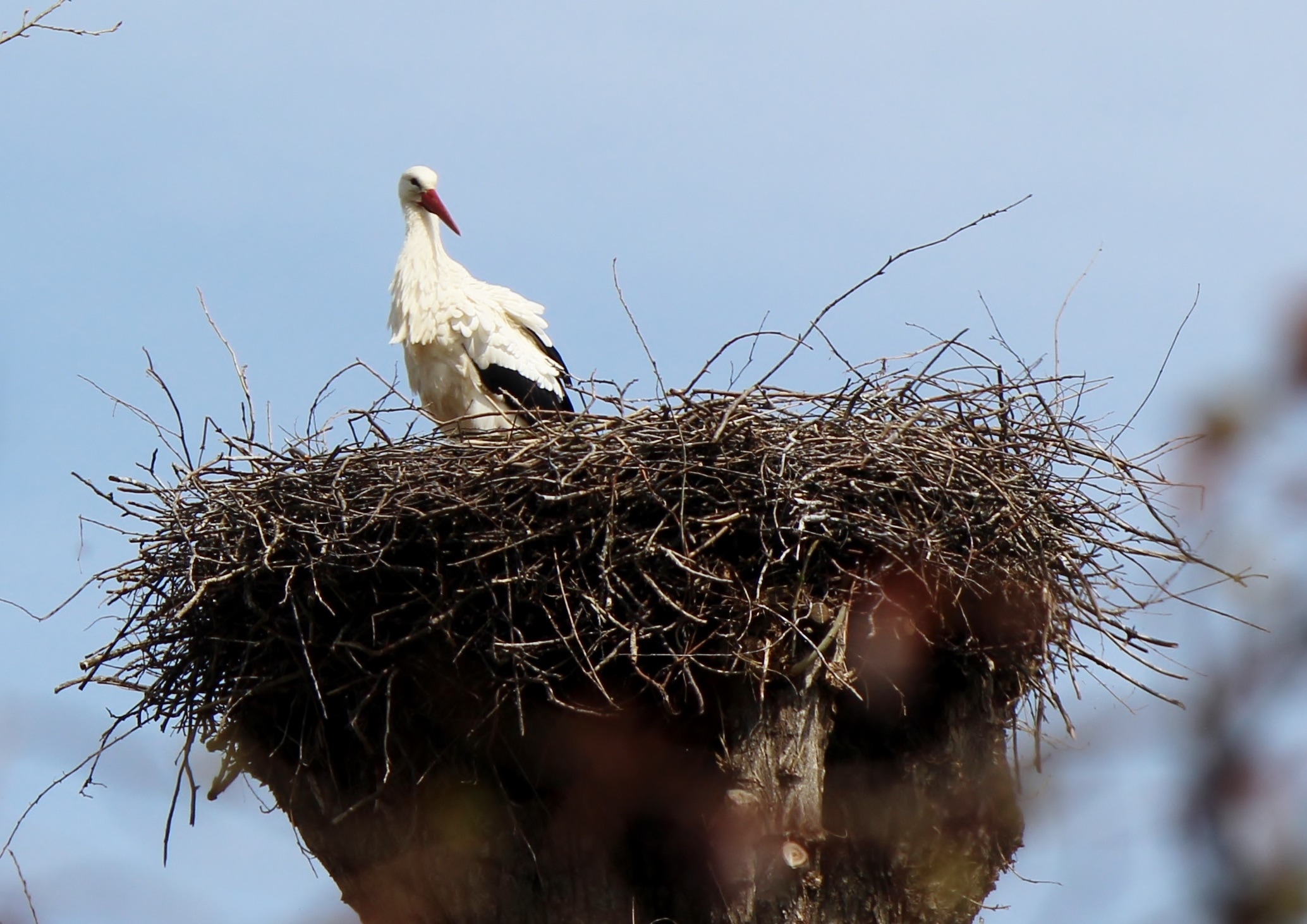 white bird and brown nest