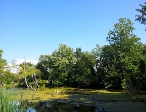 body of water and green trees thumbnail