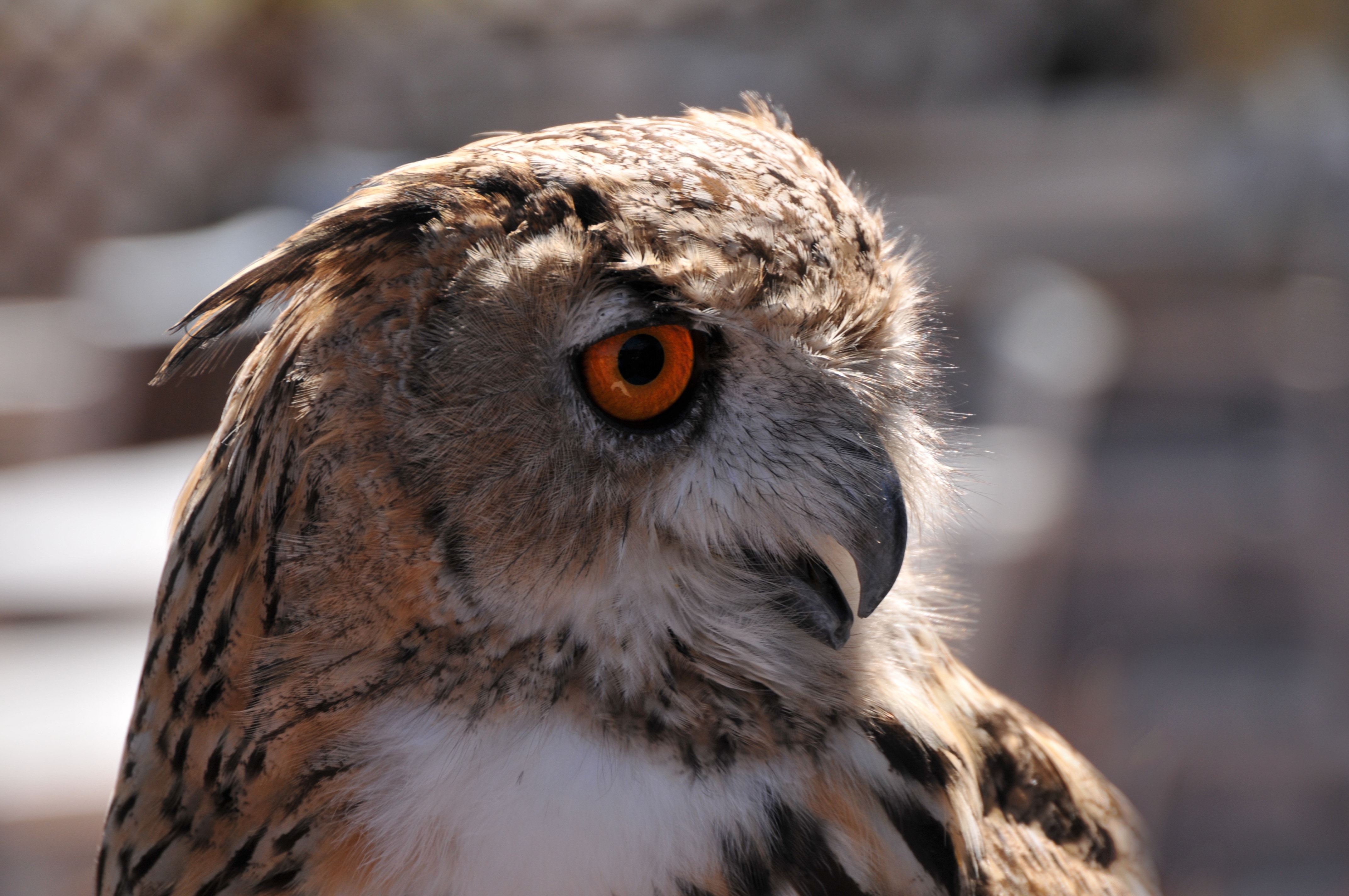 brown and black owl