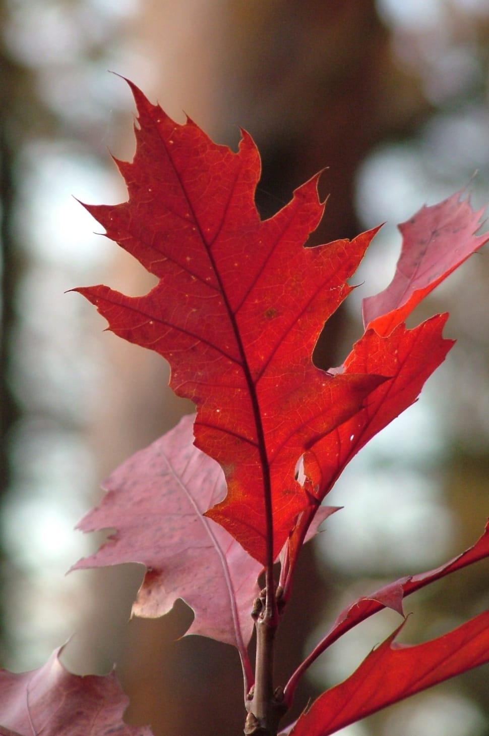 red maple leaf preview