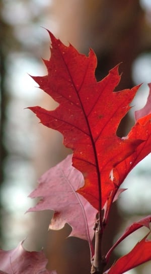 red maple leaf thumbnail