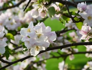 white blossom flowers thumbnail